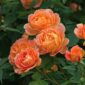 Buchet de trandafiri Lady of Shalott