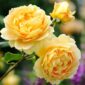Golden_Celebration_1_2