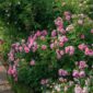 Rosa 'Hyde Hall'