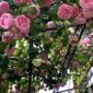 Strawberry Hill – trandafir catarator David Austin crescut pe pergola