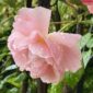 Strawberry Hill – trandafir catarator David Austin floare