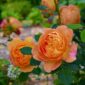 LADY OF SHALOTT Gradina Bijoux