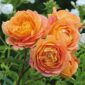 Lady Of Shalott floare trandafir