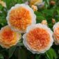 Trandafir Port Sunlight cu flori mari cais si aspect bogat, rezistent la caldura si soare