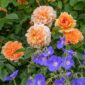 Port_Sunlight_trandafir galben caisa