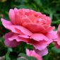 Princess Alexandra of Kent