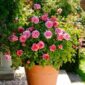 Princess-Alexandra-of-Kent-in-terracotta-pot