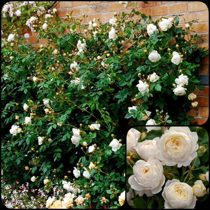 Trandafir Claire Austin cu flori albe elegante si forma de rozetta, catarator parfumat