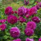 Young_Lycidas_David Austin Roses