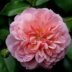 anne boleyn floare perfecta