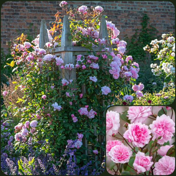 colaj rosa mary delany