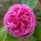 gertrude jekyll trandafir parfumat gradina bijoux2