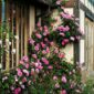 gertrude jekyll trandafir pentru zid 900