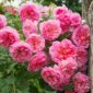 hyde_hall rosa buchet