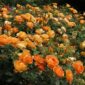 lady of shalott inflorire continua_1000