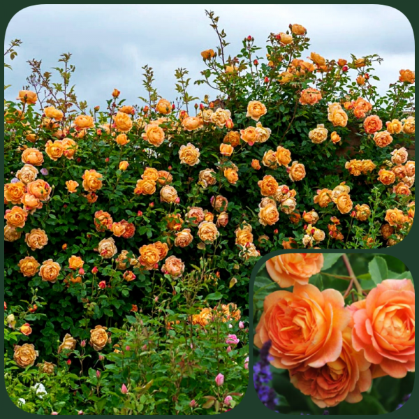 lady of shalott trandafir catarator