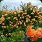 lady of shalott trandafir catarator