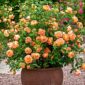 lady of shalott trandafir catarator gradina bijoux3
