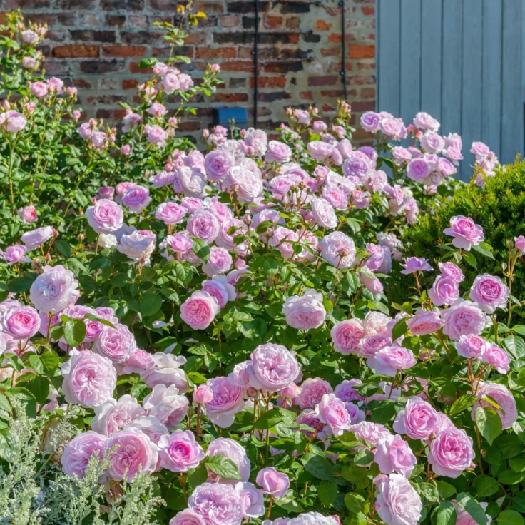 Trandafir tufa Olivia Austin