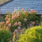port sunlight David Austin Roses