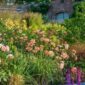 port_sunlight trandafir englezesc parfumat