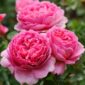 princess-alexandra-of-kent david austin roses
