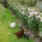 queen_of_sweden_hedging_hens