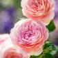 Trandafir Queen of Sweden David Austin flori roz delicate crestere verticala