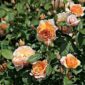 Rosa @Grace@