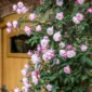 rosa mary delany dar door