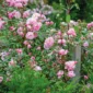 rosa mary delany fence