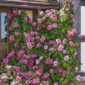 rosa_gertrude_jekyll__900