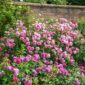 rosa_hyde_hall__1200