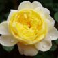 rose_d_a_the_poets_wife