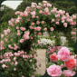 Strawberry Hill – trandafir catarator David Austin crescut pe pergola