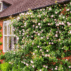 the generous gardener clg2