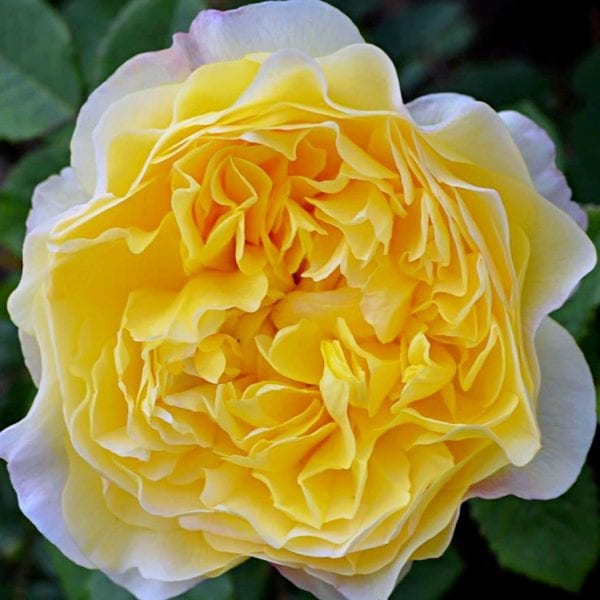 Trandafir The Poet’s Wife galben-lamaie cu flori bogate si parfum intens de citrice