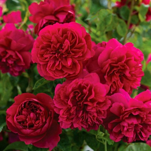 Thomas a Becket, trandafir David Austin, trandafir englezesc, trandafir rosu, trandafir rubiniu, trandafir foarte florifer, trandafir rezistent, trandafir usor de intretinut, trandafir pentru gradina, trandafir tufa