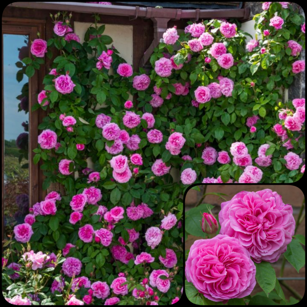 trandafir parfumat gertrude jekyll catarator gradina bijoux1