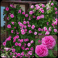 trandafir parfumat gertrude jekyll catarator gradina bijoux1