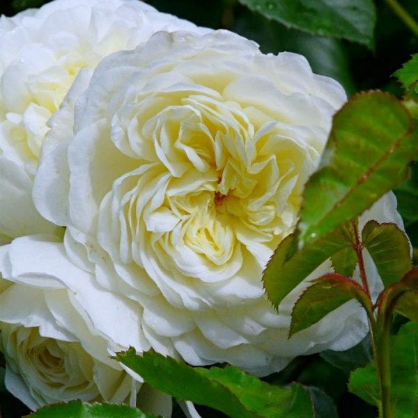 Tranquility, trandafir David Austin, trandafir alb elegant, trandafir alb galben vanilie, trandafir foarte florifer, trandafir rezistent la caldura, trandafir pentru buchete, trandafir fara spini, trandafir pentru gradina, trandafir compact
