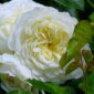 Tranquility, trandafir David Austin, trandafir alb elegant, trandafir alb galben vanilie, trandafir foarte florifer, trandafir rezistent la caldura, trandafir pentru buchete, trandafir fara spini, trandafir pentru gradina, trandafir compact