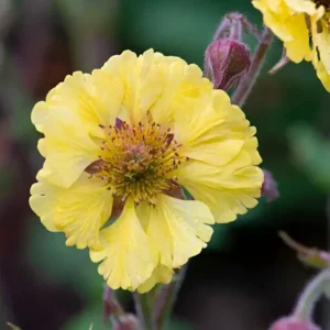 geum lisanne cu flori galben lamaie, planta perena pentru gradini naturale si borduri luminoase