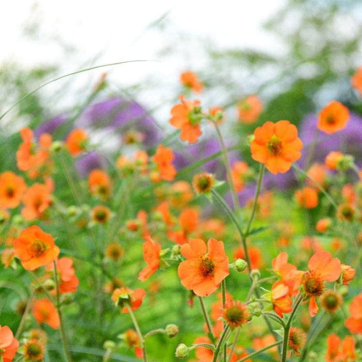geum totally tangerine flori portocaliu cais planta perena pentru gradini naturale si borduri
