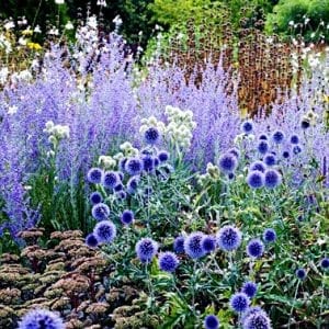 perovskia little spire flori albastru lavanda planta perena pentru gradini insorite si borduri