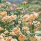 thumb_Roald-Dahl-Ausowlish_1024