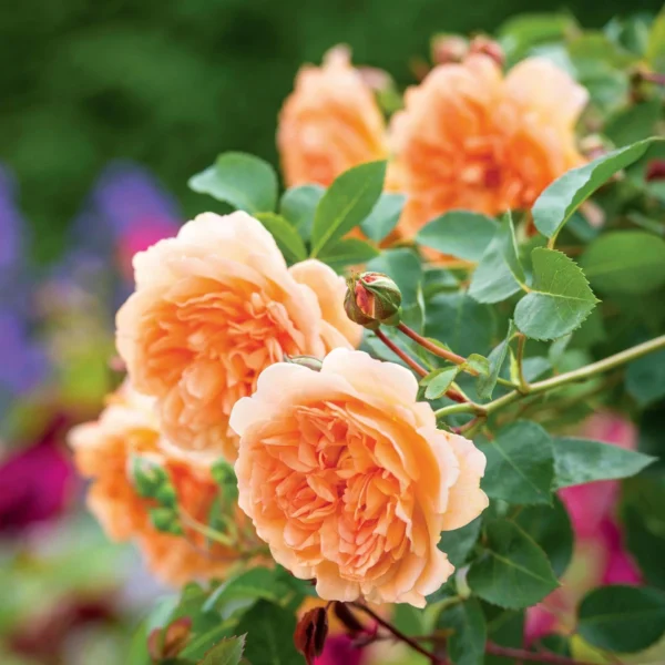 dame judi dench floare