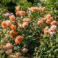 dame judi dench rose_1000