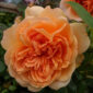 rosa_dame_judi_dench_1
