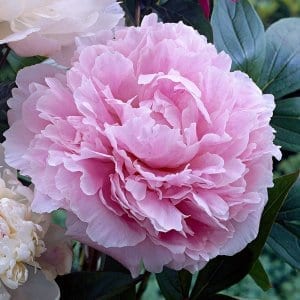 Bujor SARAH Bernhardt